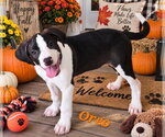Oreo - Male American Pit Bull Terrier Dog for Adoption - Small photo
