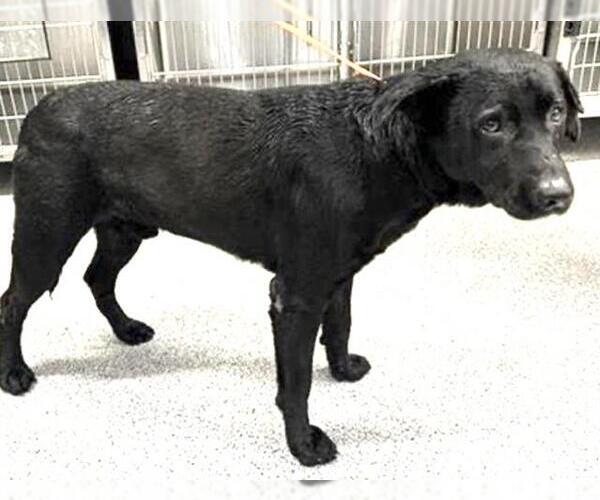 Medium Photo #2 Labrador Retriever Puppy For Sale in Houston, TX, USA