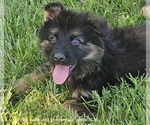 Small #11 German Shepherd Dog