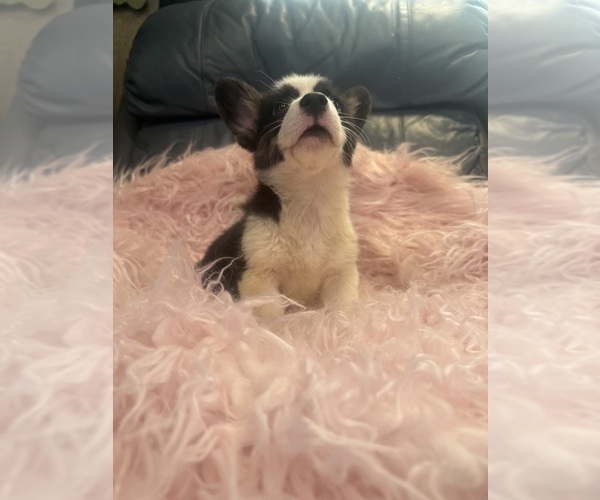 Medium Photo #5 Pembroke Welsh Corgi Puppy For Sale in SHERMAN, TX, USA