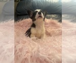 Small #4 Pembroke Welsh Corgi