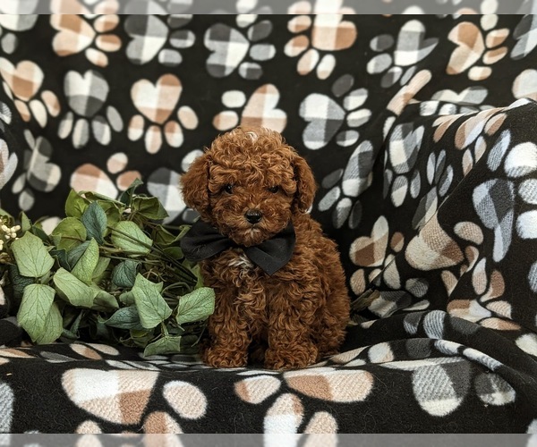 Medium Photo #4 Poodle (Miniature) Puppy For Sale in NEW HOLLAND, PA, USA