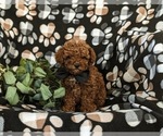 Small Photo #4 Poodle (Miniature) Puppy For Sale in NEW HOLLAND, PA, USA
