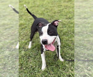 American Pit Bull Terrier-Unknown Mix Dogs for adoption in Virginia Beach, VA, USA