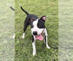 Small American Pit Bull Terrier Mix