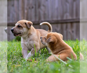 Mutt-Shiba Inu Mix Puppy for sale in HOUSTON, TX, USA