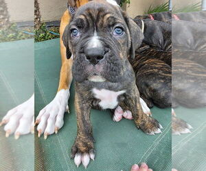 Boxer Dogs for adoption in Costa Mesa , CA, USA