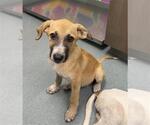 Small Black Mouth Cur Mix