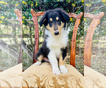 Small Photo #13 Collie Puppy For Sale in OCALA, FL, USA