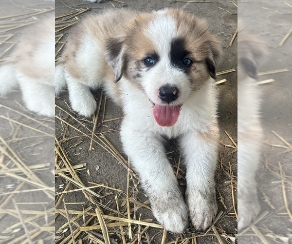Medium Photo #1 Australian Shepherd-Great Pyrenees Mix Puppy For Sale in LUCAMA, NC, USA
