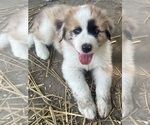 Puppy 2 Australian Shepherd-Great Pyrenees Mix