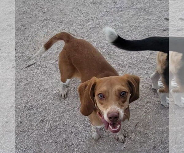 Medium Photo #3 Beagle Puppy For Sale in Las Vegas, NV, USA