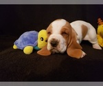 Small Photo #4 Basset Hound Puppy For Sale in CLAREMORE, OK, USA