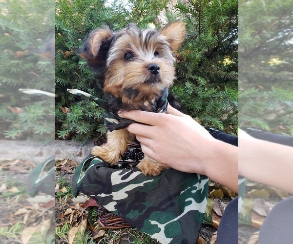 Medium Photo #3 Yorkshire Terrier Puppy For Sale in MINNEAPOLIS, MN, USA