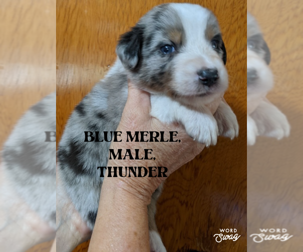 Medium Photo #1 F2 Aussiedoodle Puppy For Sale in ONAWAY, MI, USA