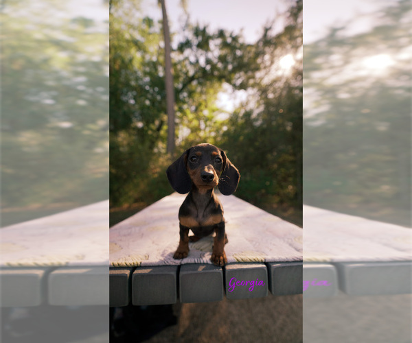 Medium Photo #1 Dachshund Puppy For Sale in SPRING, TX, USA