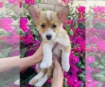 Puppy 3 Pembroke Welsh Corgi
