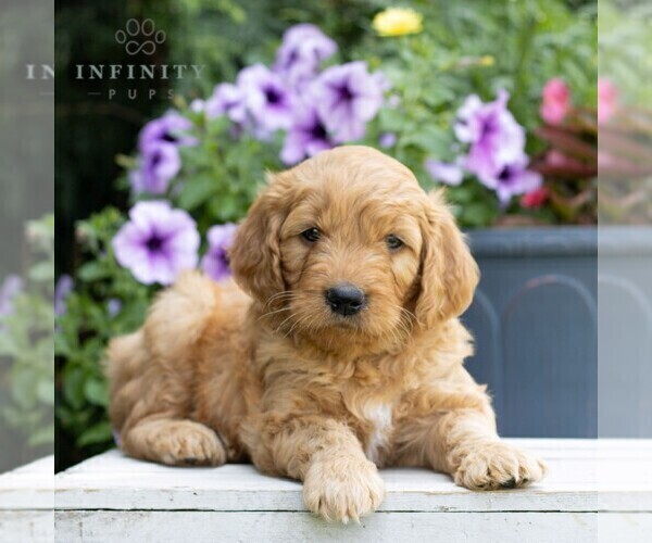 Medium Photo #4 Goldendoodle Puppy For Sale in LITITZ, PA, USA