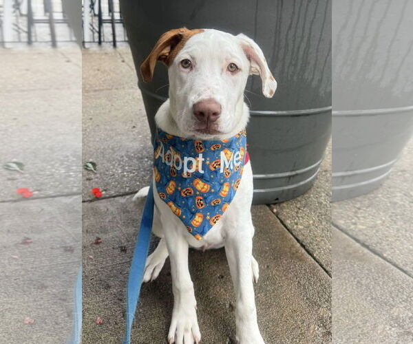Medium Photo #18 Bullboxer Pit Puppy For Sale in Germantown, OH, USA