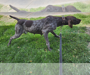 German Shorthaired Pointer Puppy for sale in HENDERSON, NV, USA
