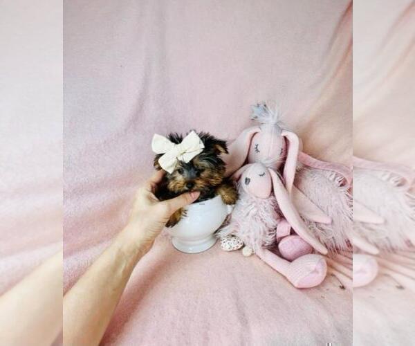 Medium Photo #24 Biewer Terrier Puppy For Sale in WEST PALM BEACH, FL, USA