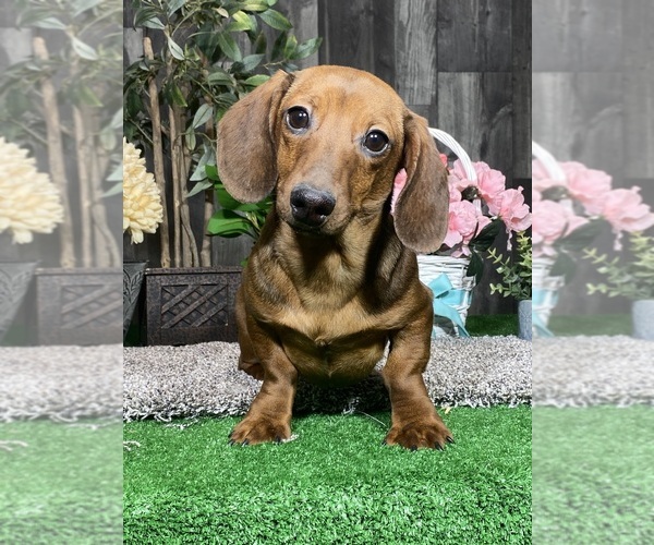 Medium Photo #4 Dachshund Puppy For Sale in CANOGA, NY, USA