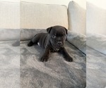 Puppy Ace Staffordshire Bull Terrier
