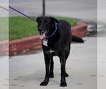 Small #4 Labrador Retriever Mix