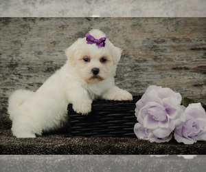 Zuchon Puppy for sale in HOPKINSVILLE, KY, USA