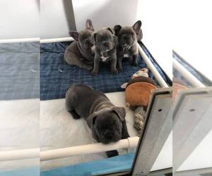 French Bulldog Puppy for sale in NORDMAN, ID, USA