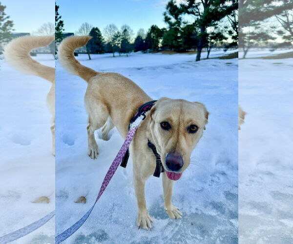 Medium Photo #2 Mutt Puppy For Sale in St. Louis Park, MN, USA