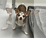 Small #3 Chihuahua