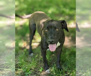 American Pit Bull Terrier-Labrador Retriever Mix Dogs for adoption in Overland Park, KS, USA