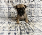 Small Photo #8 French Bulldog Puppy For Sale in EMORY, TX, USA