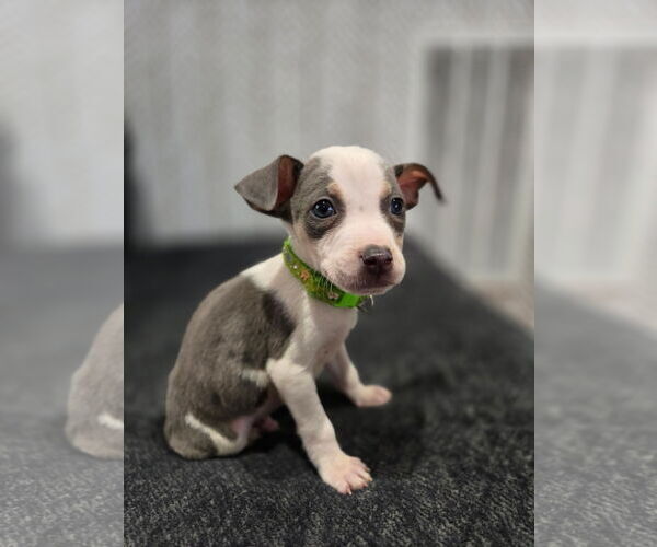 Medium Photo #4 American Staffordshire Terrier-Unknown Mix Puppy For Sale in Holly Springs, NC, USA