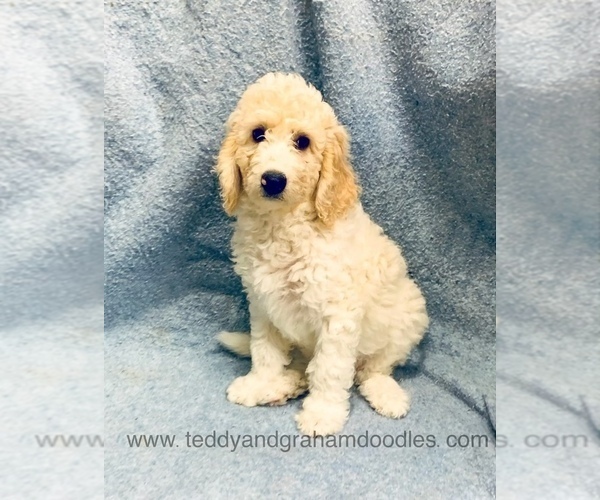 Medium Photo #7 Goldendoodle Puppy For Sale in LITTLE ROCK, AR, USA