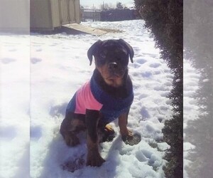 Rottweiler Puppy for sale in APPLE CREEK, OH, USA
