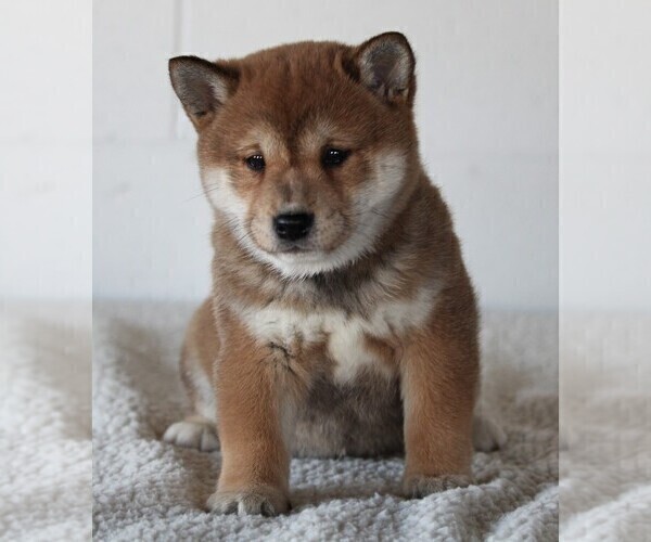 Medium Photo #2 Shiba Inu Puppy For Sale in FREDERICKSBURG, OH, USA