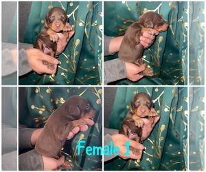 Doberman Pinscher Puppy for sale in LIMON, CO, USA