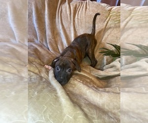 Bull Terrier-Bullmastiff Mix Puppy for sale in DENVER, CO, USA