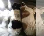 Small #2 Saint Bernard Mix