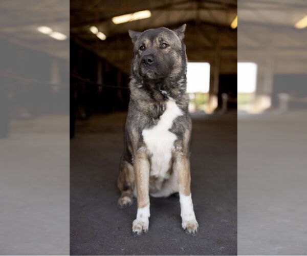 Medium Photo #2 Akita Puppy For Sale in Pottstown, PA, USA