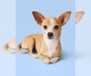 Chihuahua Dogs for adoption in Temecula, CA, USA