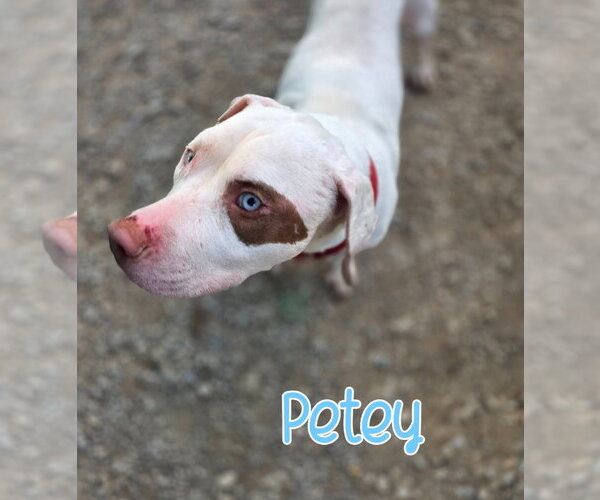 Medium Photo #2 Mutt Puppy For Sale in Port Clinton, OH, USA