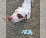 Small #1 Mutt