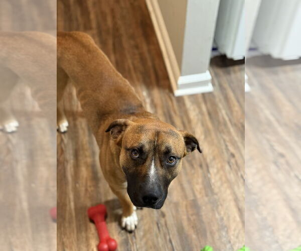 Medium Photo #8 Boxer-Unknown Mix Puppy For Sale in Holly Springs, NC, USA