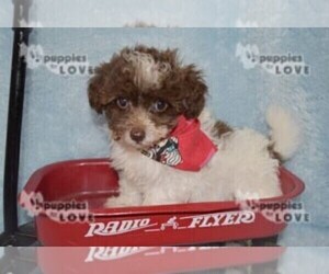 Maltipoo Puppy for sale in SANGER, TX, USA