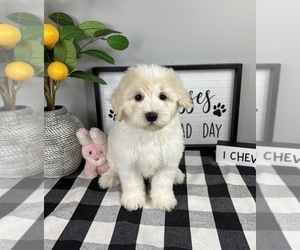 Maltipoo Puppy for sale in FRANKLIN, IN, USA