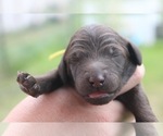 Puppy Prince Arthur Poodle (Standard)