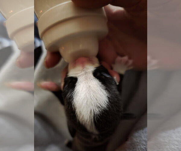 Medium Photo #10 Mutt Puppy For Sale in McKinney, TX, USA